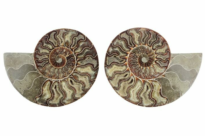 Cut & Polished, Agatized Ammonite Fossil - Madagascar #212926